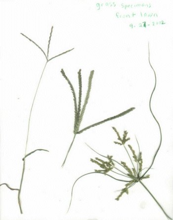 grass 09-27-2002