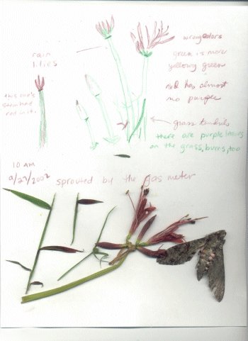 rain lilies 09-27-2002