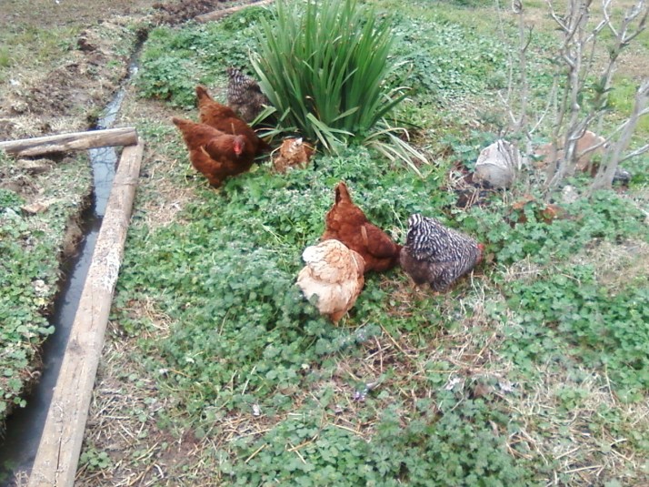 Chickens Weeding Olive Tree Chickens Weeding Olive Tree