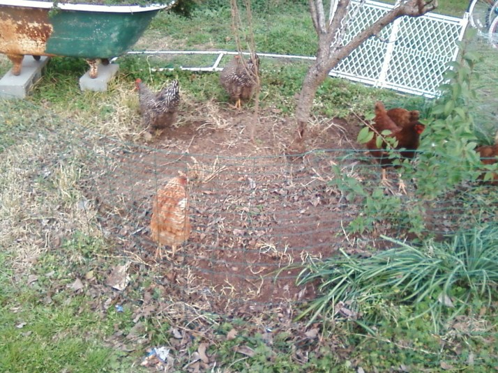 Chickens scratching under a Peach tree
