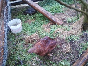 duck and chicken under fig tree