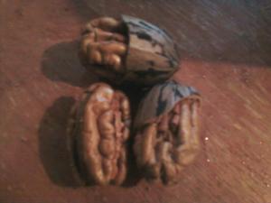 Tony Road Pecan Harvest